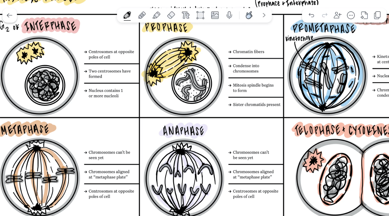 Notability page of handwritten cell-division notes with the pen, eraser, text, lasso, image and microphone toolbar across the top